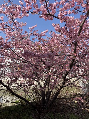 桜の花