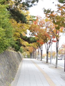 和歌山城　紅葉　蔭山組　和歌山市　リフォーム　リフォーム会社