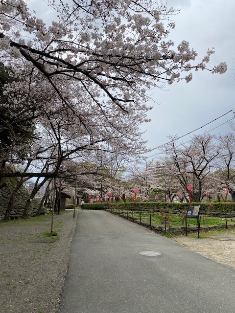 和歌山城の桜