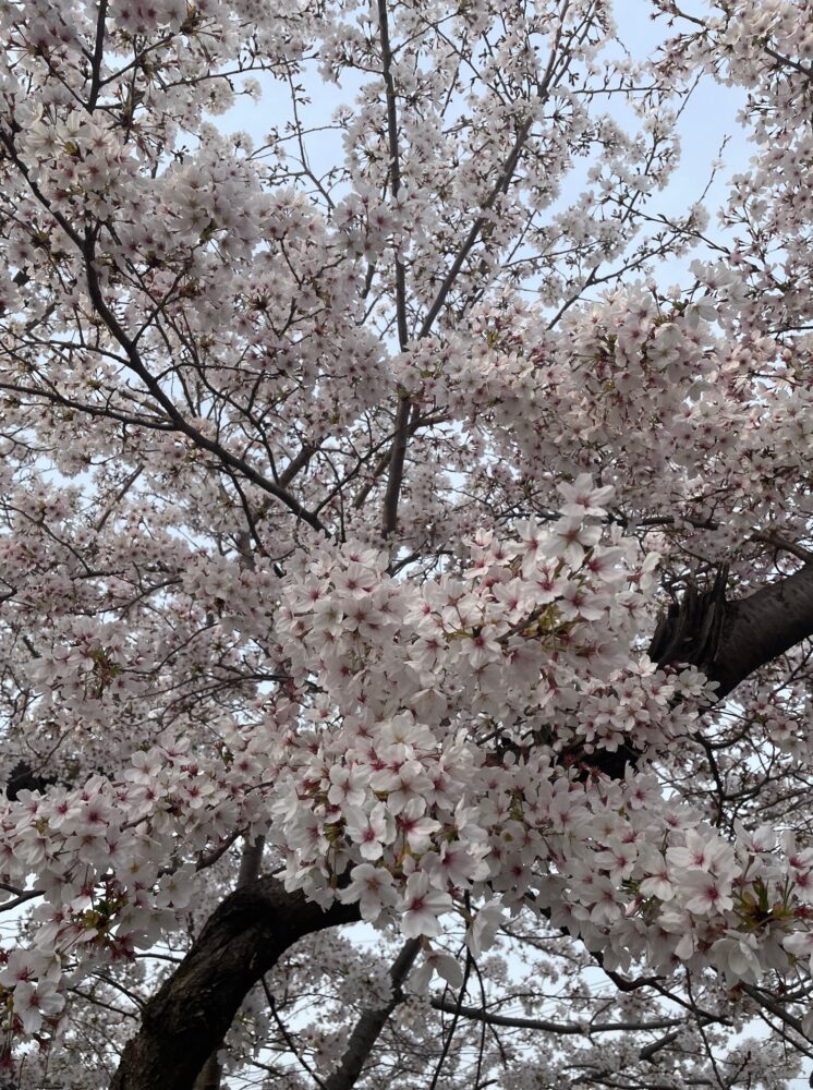 和歌山城　桜　花見