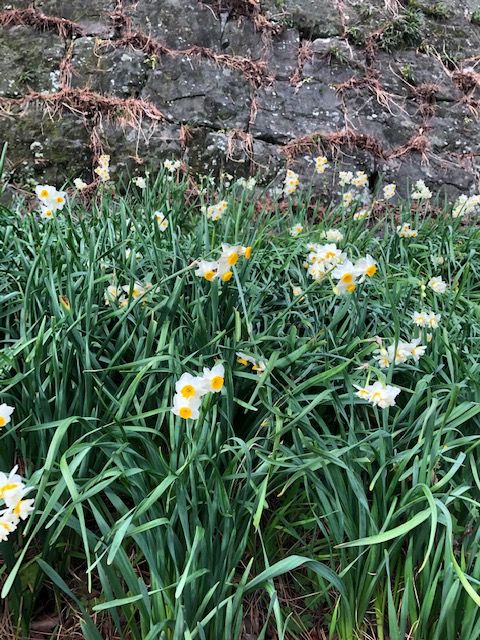 スイセンの花が咲く時期？