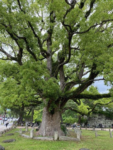 和歌山城　岡口門の前で