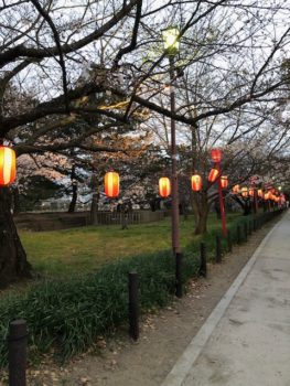 和歌山城　桜