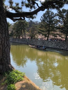 和歌山城　桜