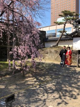 和歌山城　桜