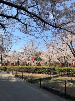 和歌山城　桜　