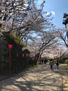 和歌山城の桜、今見頃です。