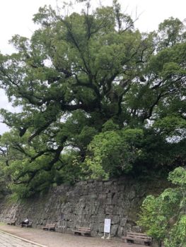 和歌山城　蔭山組