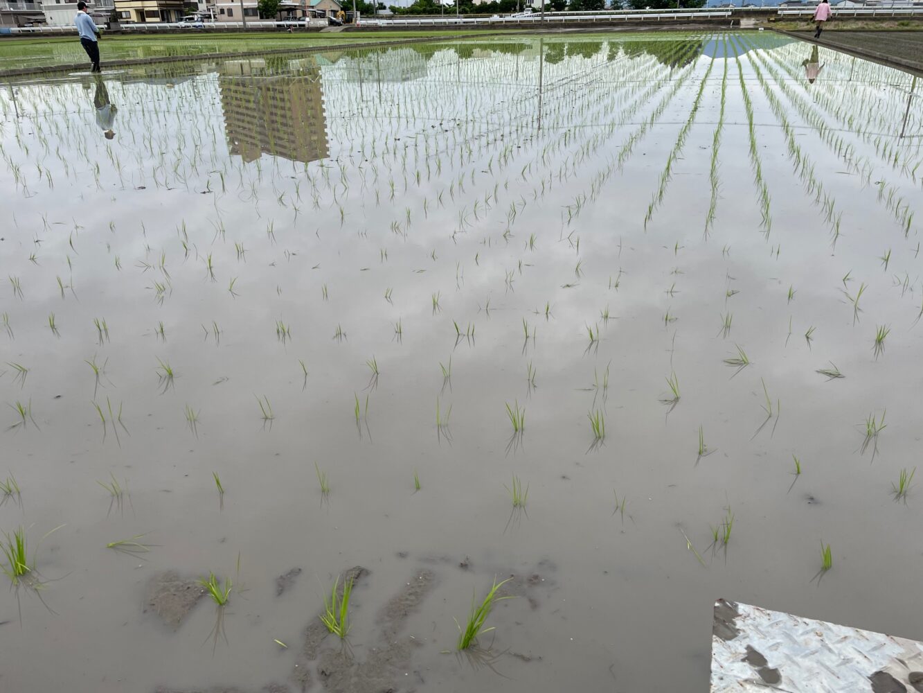 田植え