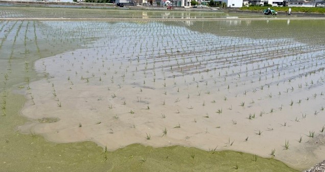 蔭山組　田植え