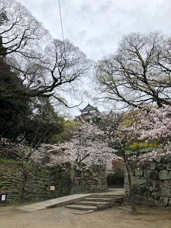 和歌山城の桜