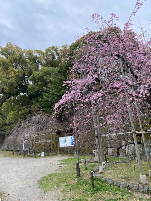 和歌山城の桜まつり
