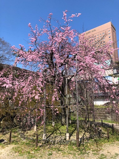 和歌山城の様子