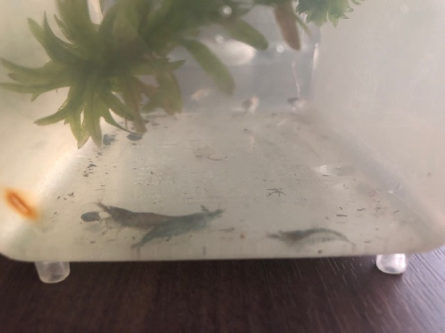 和歌山 リフォーム エビ