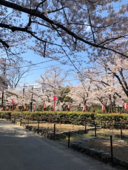 和歌山城 桜