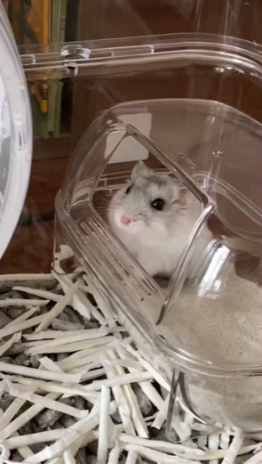 家族が増えました