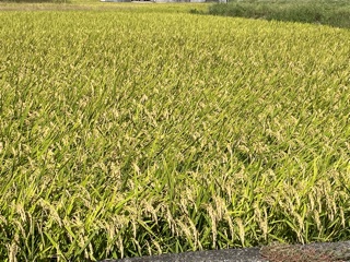 蔭山組　稲刈り