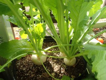 家庭菜園の様子