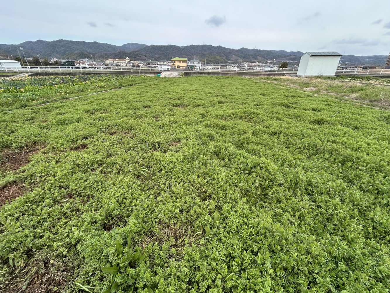 蔭山組お米作りはじめます！